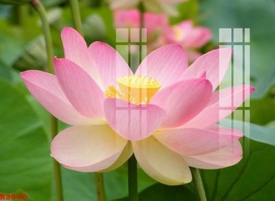 Tải file File gốc in tranh tổng hợp K2590 (gốc) chủ đề phong thủy