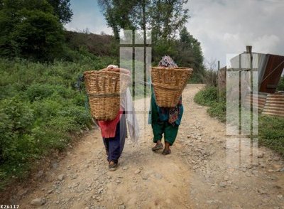 File in trần File gốc in tranh tổng hợp K26117 (bản gốc) đại dương