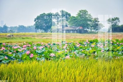 File tranh gốc PSD File gốc in tranh tổng hợp K26337 còn nguyên layer