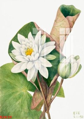 File tranh File gốc in tranh tổng hợp K2639 (gốc) phong cách tối giản