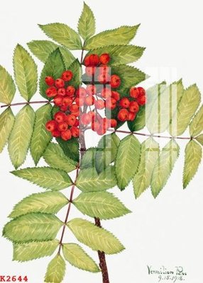 File ảnh gốc File gốc in tranh tổng hợp K2644 (chuyên in mica)