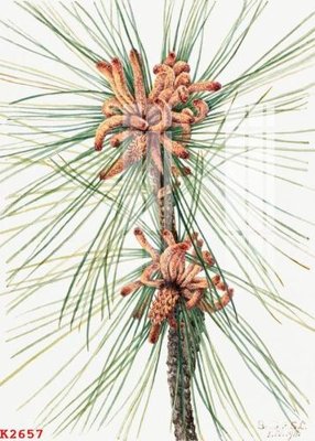 File tranh gốc PSD File gốc in tranh tổng hợp K2657 còn nguyên layer