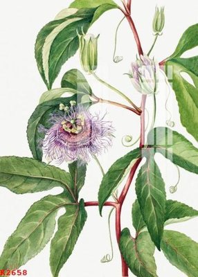 File gốc File gốc in tranh tổng hợp K2658 (chuẩn màu) cho in offset