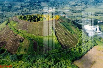 File tranh File gốc in tranh tổng hợp K27445 (gốc) chủ đề tĩnh vật