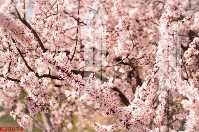 File PSD File gốc in tranh tổng hợp K28074 (bản gốc) dễ dàng edit