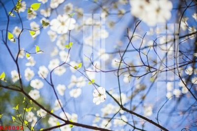 Download file File gốc in tranh tổng hợp K28092 (gốc) in mica ốp bếp