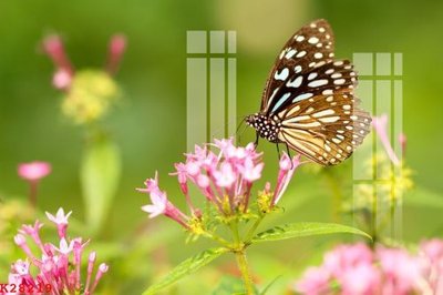 File gốc File gốc in tranh tổng hợp K28219 (in tráng gương) sang trọng