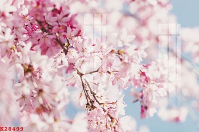 File gốc in mica File gốc in tranh tổng hợp K28499 chất lượng