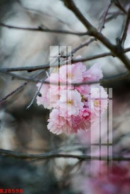 File tranh in trần File gốc in tranh tổng hợp K28598 (ảnh gốc siêu nét)