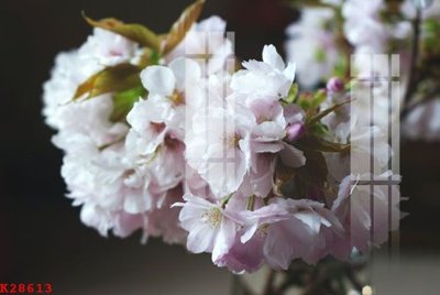 File tranh in tráng gương File gốc in tranh tổng hợp K28613 (siêu nét)