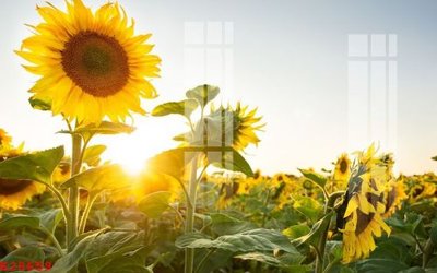 File ảnh File gốc in tranh tổng hợp K28659 (gốc) in standee