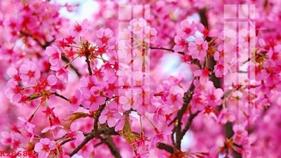 Download file gốc File gốc in tranh tổng hợp K28686 (dùng cho in ấn)