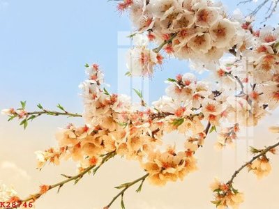 File tranh File gốc in tranh tổng hợp K28746 (ảnh gốc) in trần xuyên sáng