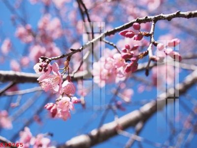 Tải file File gốc in tranh tổng hợp K28765 (gốc) in ấn chất lượng