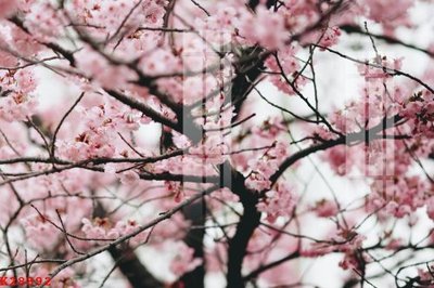 File tranh File gốc in tranh tổng hợp K28892 (ảnh gốc) in trần xuyên sáng