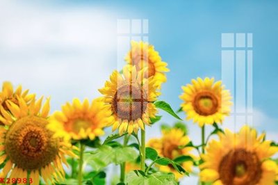 Download file File gốc in tranh tổng hợp K28983 (gốc) in mica cao cấp