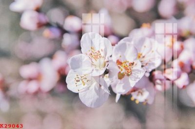 File tranh File gốc in tranh tổng hợp K29043 (gốc) in backlit film