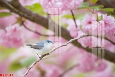 Tải file gốc File gốc in tranh tổng hợp K29141 (in khổ lớn) quảng cáo