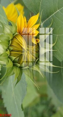 File gốc File gốc in tranh tổng hợp K2998 cho in ấn và thiết kế