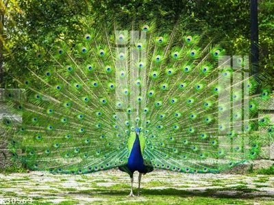 File in trần File gốc in tranh tổng hợp K30563 (bản gốc) trời sao