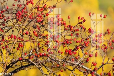 Tải file gốc File gốc in tranh tổng hợp K31199 (in tráng gương) 5DFile gốc File gốc in tranh tổng hợp K31199 (in ấn) phiên bản premium