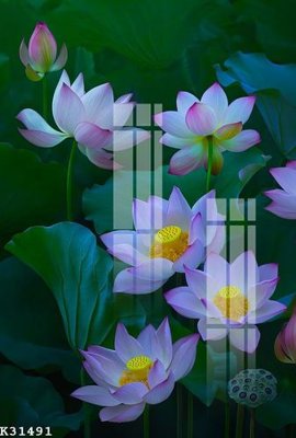 File tranh in trần File gốc in tranh tổng hợp K31491 (ảnh gốc siêu nét)