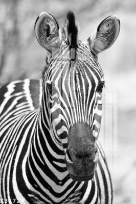 File gốc File gốc in tranh tổng hợp K31729 (cho in ấn) độc quyền