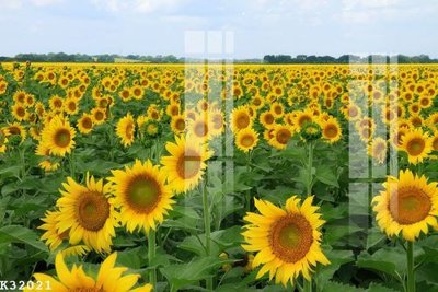 Tải file File gốc in tranh tổng hợp K32021 (PSD) cho in tranh 3D