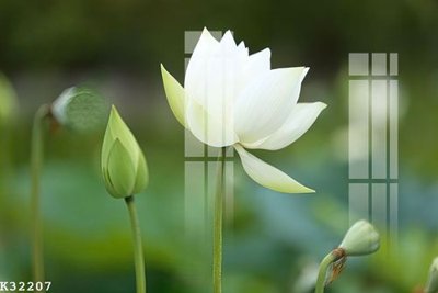 Download file gốc File gốc in tranh tổng hợp K32207 (in mica) trong suốt