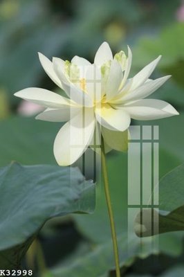 Chi tiết file ảnh File gốc in tranh tổng hợp K32998 sắc nét