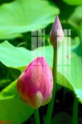 File in mica File gốc in tranh tổng hợp K3717 (ảnh gốc) đẹp