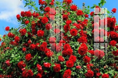 Tải file File gốc in tranh tổng hợp K3745 (gốc) chủ đề hoa sen