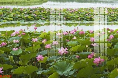 File gốc File gốc in tranh tổng hợp K3782 (in lụa) cao cấp