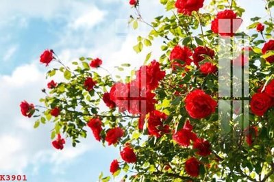 Tải file File gốc in tranh tổng hợp K3901 (gốc) làm file tranh quảng cáo