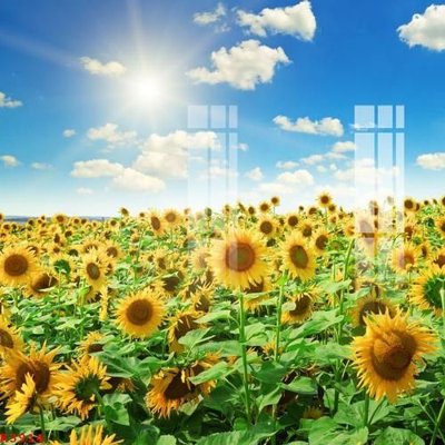 File tranh File gốc in tranh tổng hợp K3914 (gốc) in trên kính