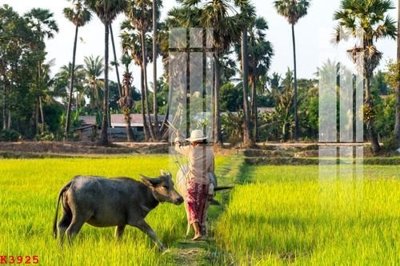 File PSD File gốc in tranh tổng hợp K3925 (gốc) cho designer