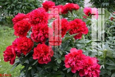 File tranh in mica File gốc in tranh tổng hợp K3965 (độ phân giải cao)