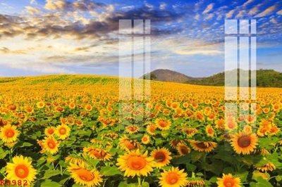 File tranh File gốc in tranh tổng hợp K3982 (ảnh gốc) độc quyền