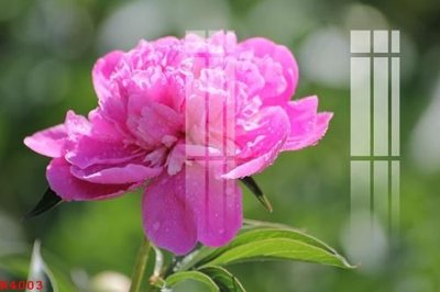 File in ấn File gốc in tranh tổng hợp K4003 (bản gốc) từ file gốc