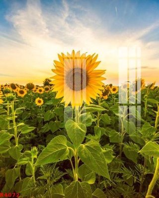 Tải file File gốc in tranh tổng hợp K4072 (ảnh gốc) file AI/EPS