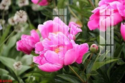 File in ấn chuyên nghiệp File gốc in tranh tổng hợp K4095 (file gốc)