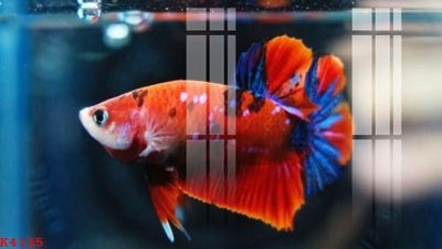 Hình ảnh file gốc in lụa File gốc in tranh tổng hợp K4135