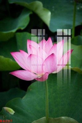 File gốc File gốc in tranh tổng hợp K4227 (phong cách) cổ điển