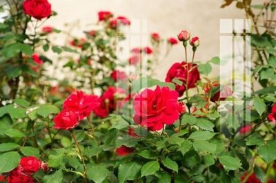 Download file File gốc in tranh tổng hợp K4262 (gốc) in mica đèn LED