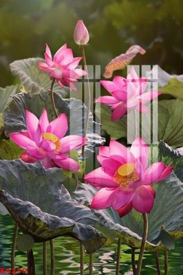 File PSD File gốc in tranh tổng hợp K4290 (gốc) nhiều lớp (multi-layer)