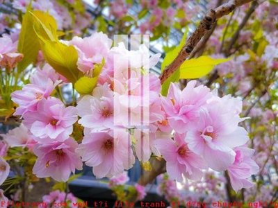 File tranh gốc File gốc in tranh tổng hợp K49074 (bản quyền) file PSD