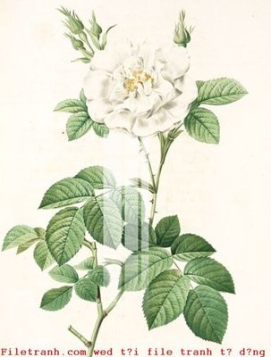 File gốc File gốc in tranh tổng hợp K49102 (PNG) không nền chất lượng