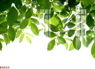 File in trần File gốc in tranh tổng hợp K4923 (bản gốc) trời sao