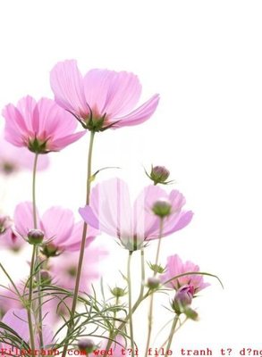 Tải file gốc File gốc in tranh tổng hợp K49394 (để in lụa)