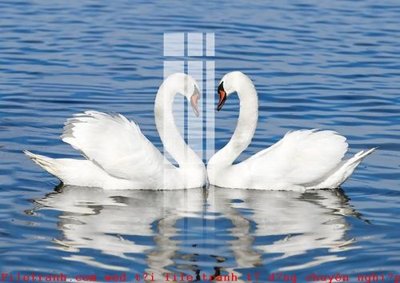 File in trần File gốc in tranh tổng hợp K49402 (bản gốc) trời sao